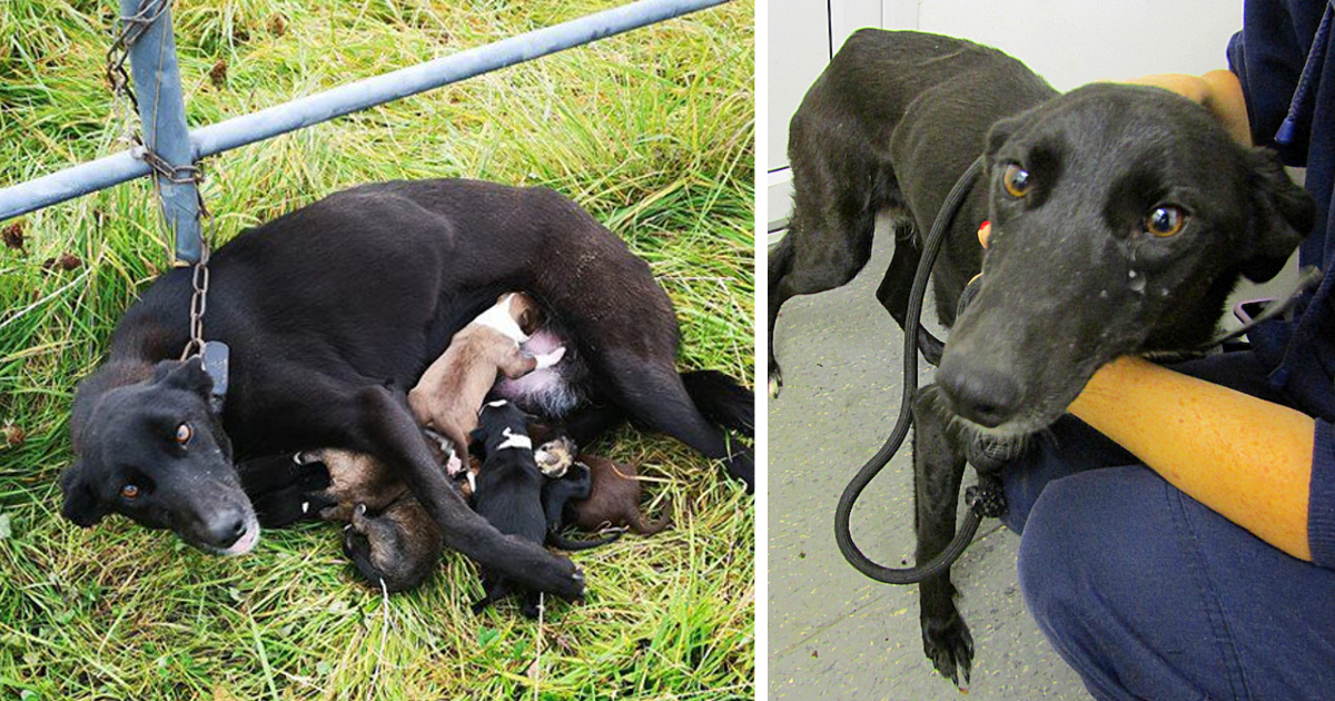 A Touching Account of a Mother Dog's Unyielding Commitment to Her Starving Puppies