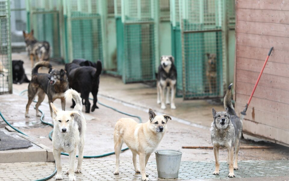 A Heartwarming Sight: Dogs Queueing Patiently for Food at a Shelter Captivates Online Community