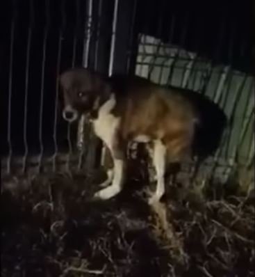 A Dog's Lonely Night: Abandoned, Hungry, and Searching for Hope
