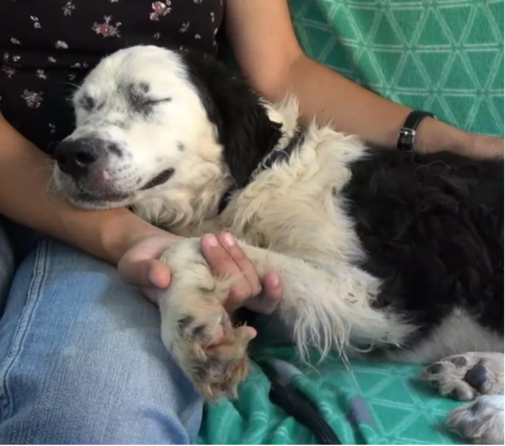Embracing Safety: A Shelter Dog Finds Comfort in Her Rescuer's Arms