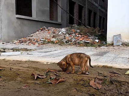 A Bright Spot in a Difficult Situation My Friend's Care for the Abandoned, Hungry Puppy