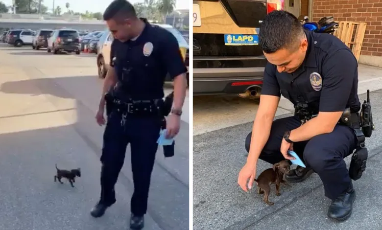 A Little Dog's Determination: Chasing a Police Officer for 2 Kilometers in Search of Hope
