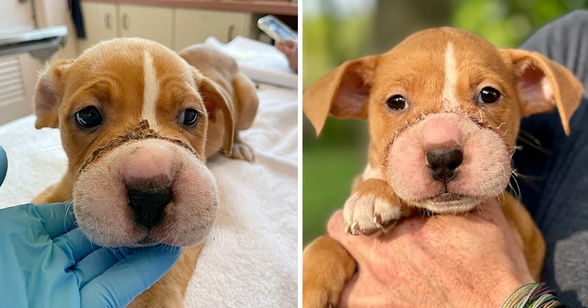 From Tragedy to Triumph A Brave Puppy's Remarkable Recovery from Muzzle Cruelty