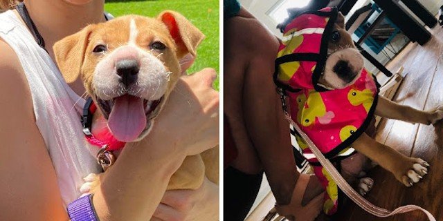 From Tragedy to Triumph: A Brave Puppy's Remarkable Recovery from Muzzle Cruelty