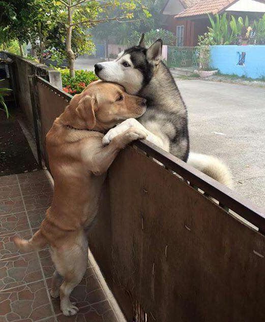 Friendship Knows No Bounds: A Husky's Daily Gate-Climbing Quest