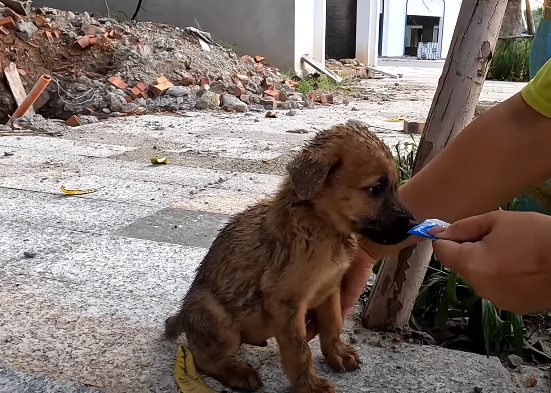 A Bright Spot in a Difficult Situation My Friend's Care for the Abandoned, Hungry Puppy