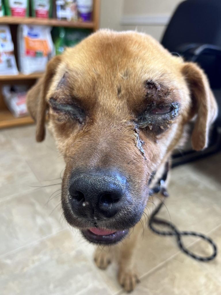 A Desert Wanderer's Tale Stray Dog's Survival Story After a Porcupine Encounter