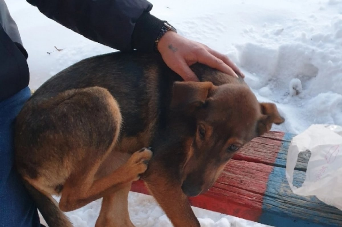 "Heartwrenching Image of Abandoned Dog's Desperate Hug Goes Viral"