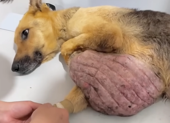 Dog Suffering from Massive 2kg Neck Tumor: A Tale of Pain and Discomfort