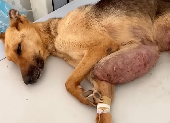 Dog Suffering from Massive 2kg Neck Tumor: A Tale of Pain and Discomfort