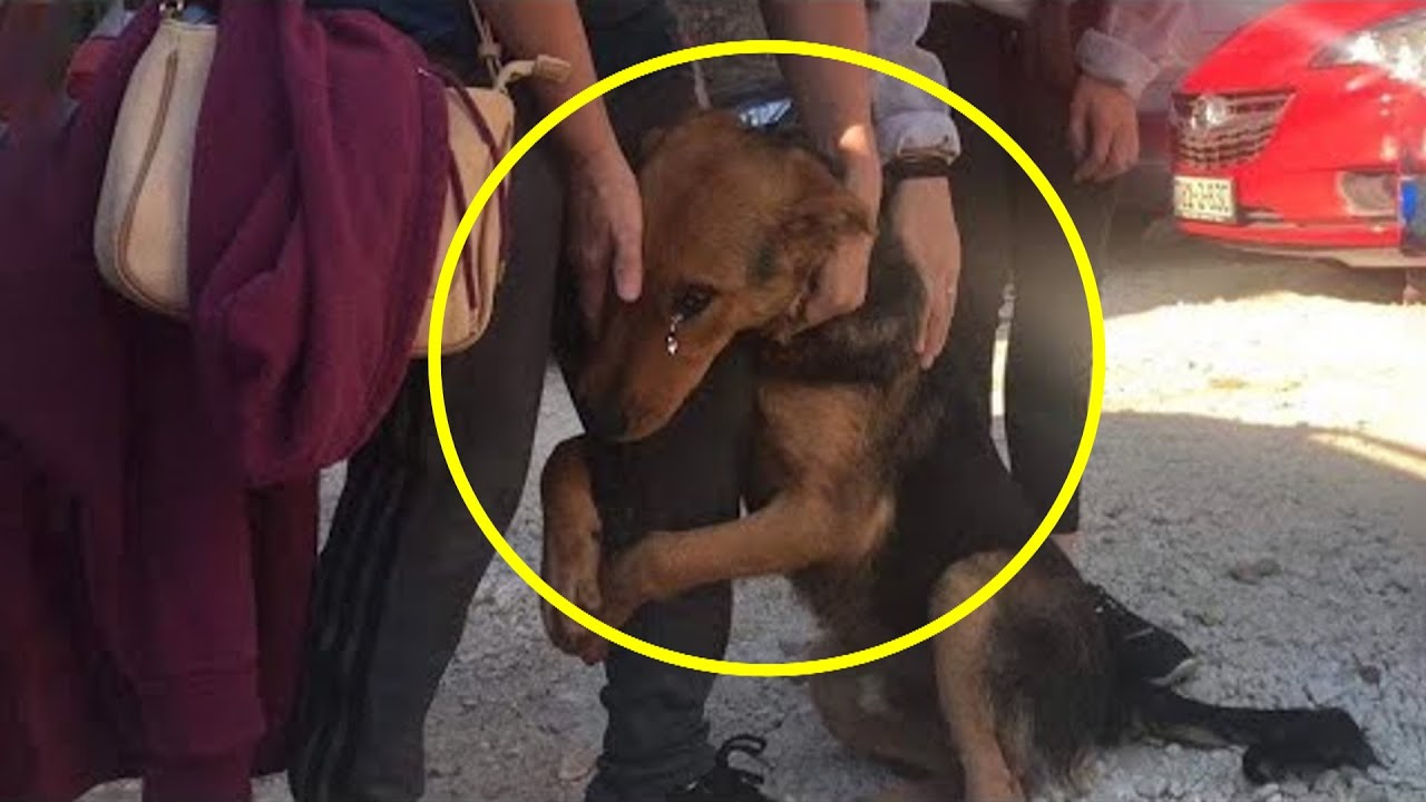 "Heartwrenching Image of Abandoned Dog's Desperate Hug Goes Viral"