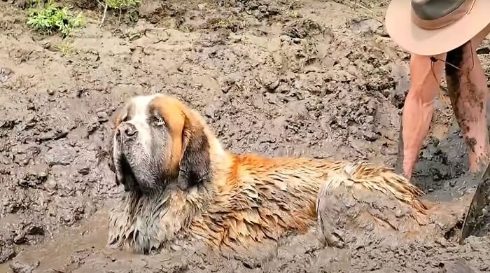 A Bachelor Party's Unforgettable Detour: A Dog's Cry for Help in the Mud