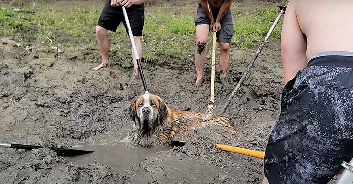 A Bachelor Party's Unforgettable Detour: A Dog's Cry for Help in the Mud