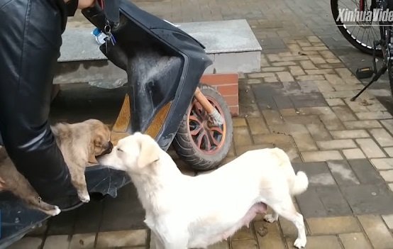 Heartfelt Goodbye Mama Dog's Emotional Display of Affection for Her Departing Puppy