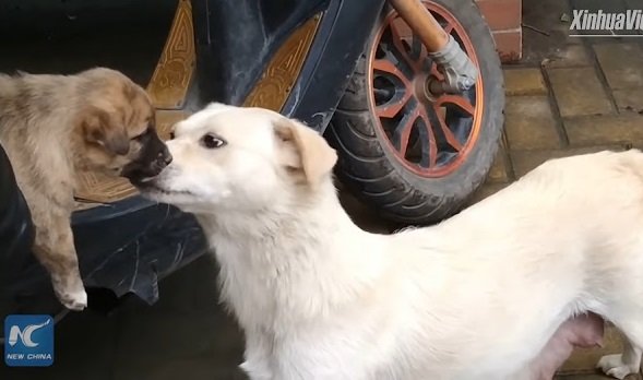 Heartfelt Goodbye Mama Dog's Emotional Display of Affection for Her Departing Puppy