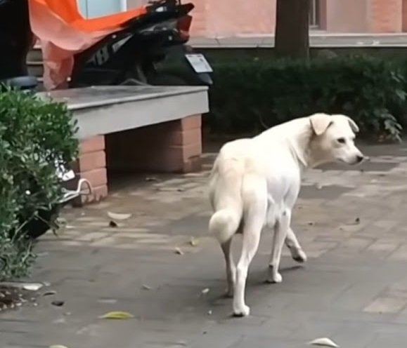 "Heartfelt Goodbye: Mama Dog's Emotional Display of Affection for Her Departing Puppy"
