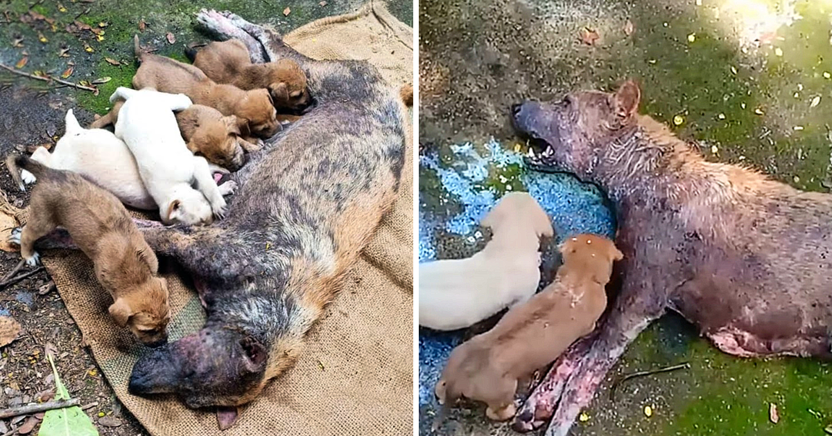 Desperate Mother's Tears A Dog's Battle to Safeguard Her Offspring