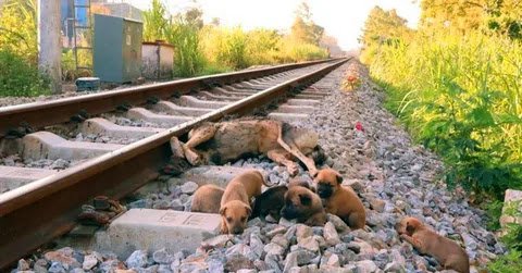 Heartrending Tale Puppies Mourn Their Mother's Loss by the Railroad