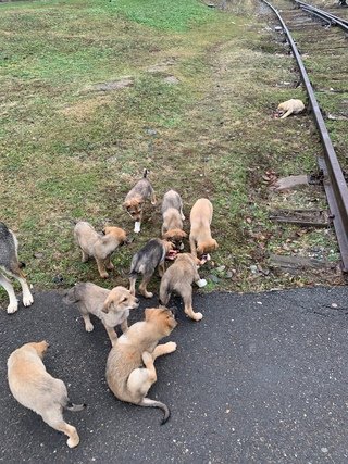 Heartrending Tale: Puppies Mourn Their Mother's Loss by the Railroad