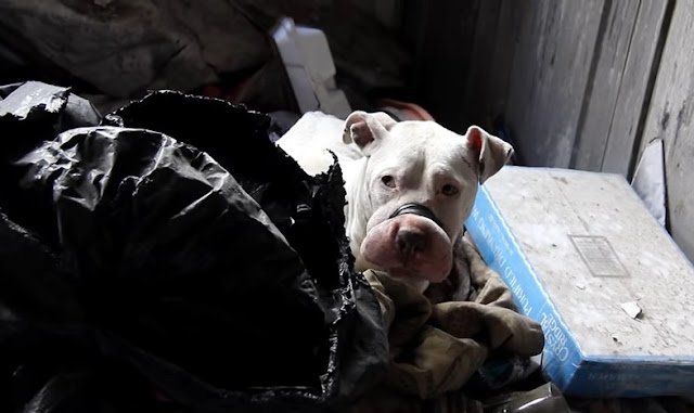 Bait Dog Rescue Uncovered A Glimpse into the Emotional Journey