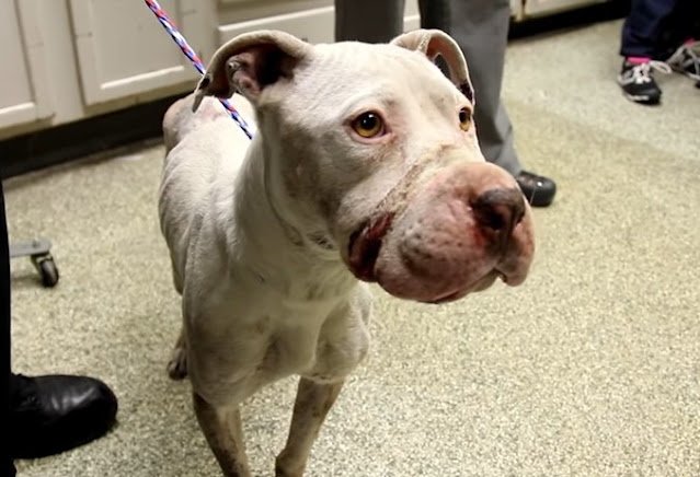 Bait Dog Rescue Uncovered A Glimpse into the Emotional Journey
