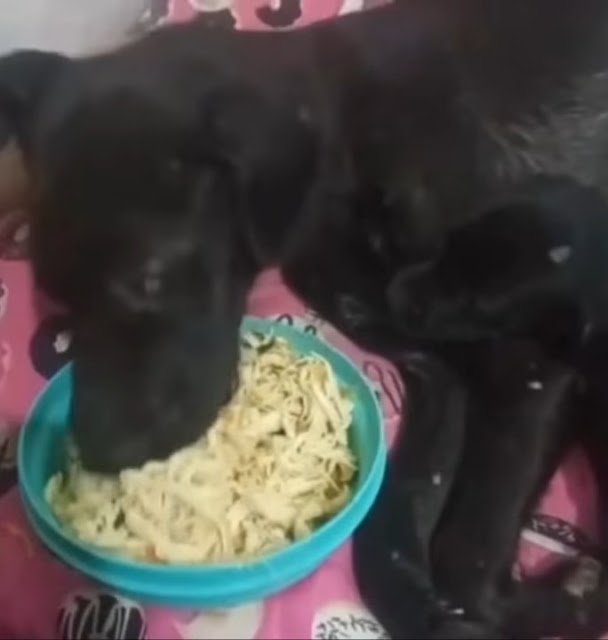 Touched by Compassion A Hungry Mother Dog's Emotional Cry for Her Pup