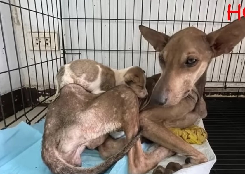 The Unheard Cry Abandoned, Emaciated Mother Dog Seeks Help for Her Helpless Puppy