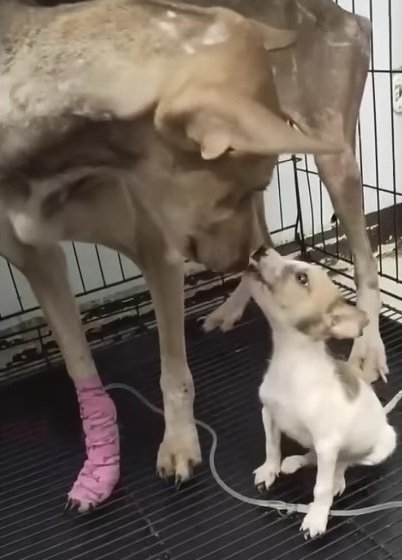 The Unheard Cry: Abandoned, Emaciated Mother Dog Seeks Help for Her Helpless Puppy
