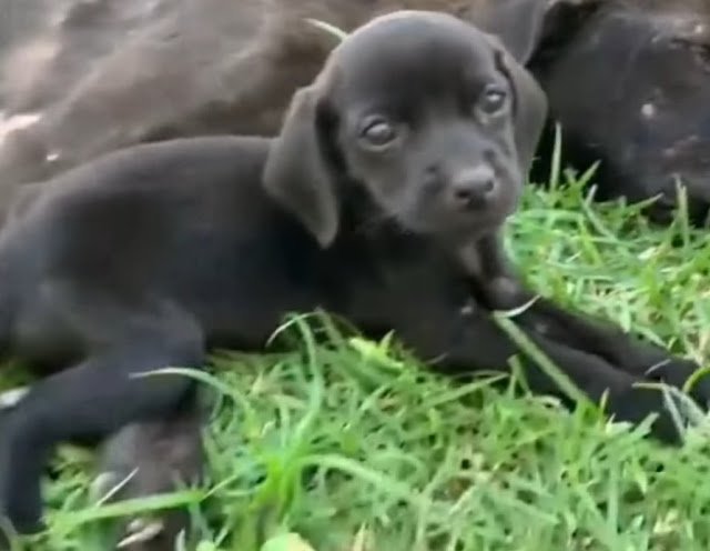 Touched by Compassion: A Hungry Mother Dog's Emotional Cry for Her Pup