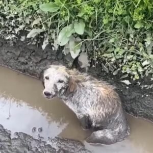 A Dog's Cry for Hope A Desperate Swamp Situation