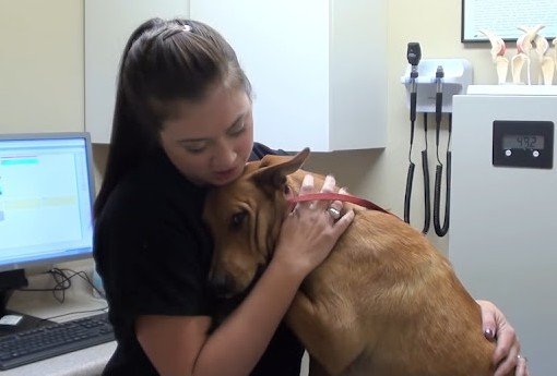 The Power of Rescue: A Dog's Journey from Euthanasia to Heartwarming Hugs