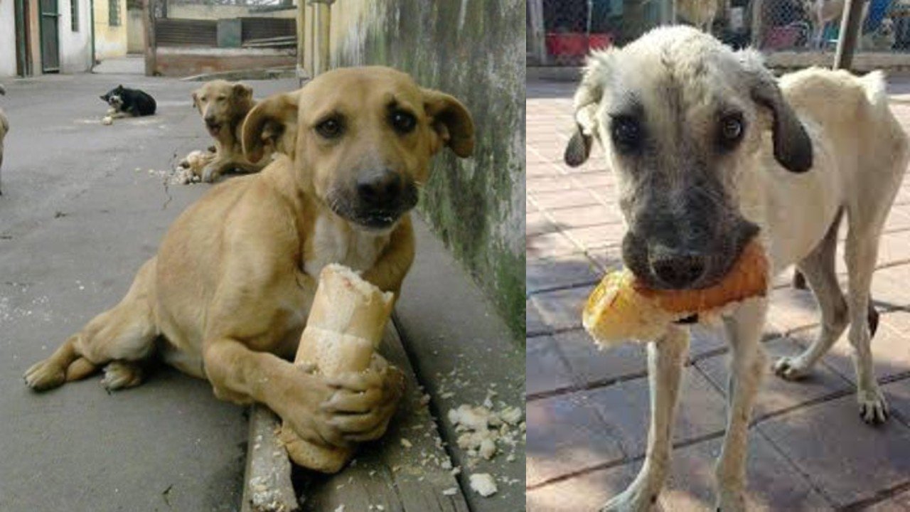 Millions Touched by Homeless Dog's Overwhelming Joy for Bread