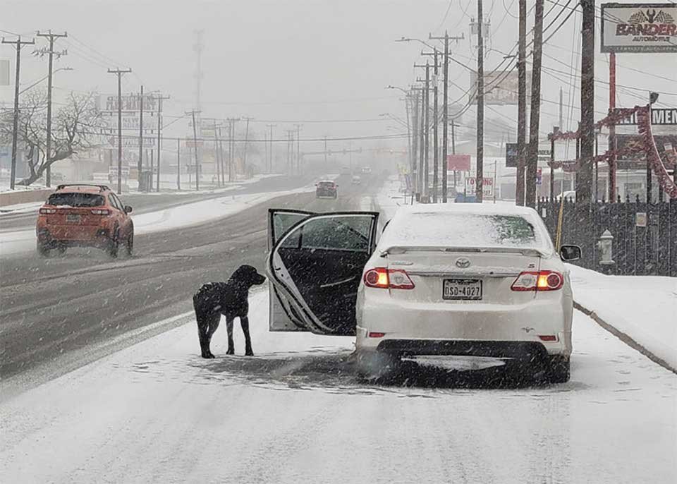 A Touching Act of Kindness Woman Rescues Dog from Snow-Covered Road