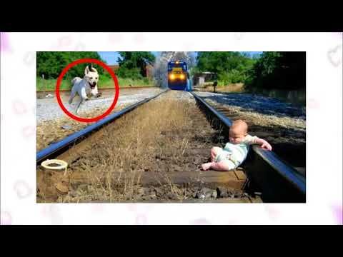 (VIDEO) Inspiring Canine Heroics Dog's Daring Railroad Rescue of Abandoned Baby Touches Millions