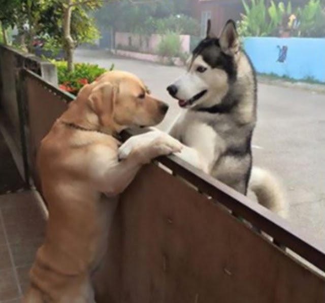 Friendship Knows No Bounds A Husky's Daily Gate-Climbing Quest