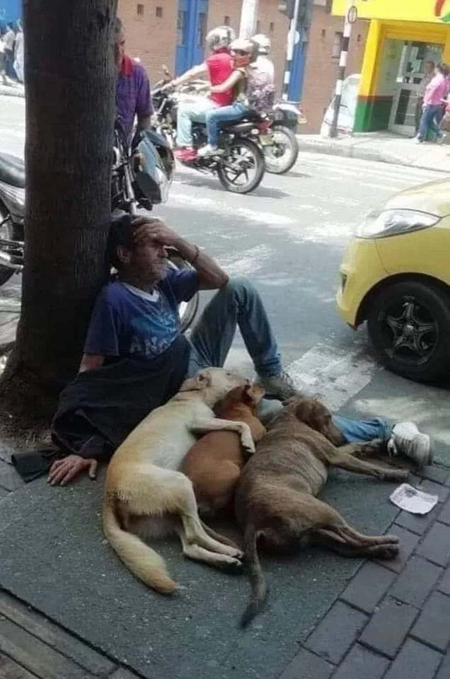 Dogs' Devotion to Impoverished Owner Inspires Onlookers, Despite Hunger, Thirst, and Shivers