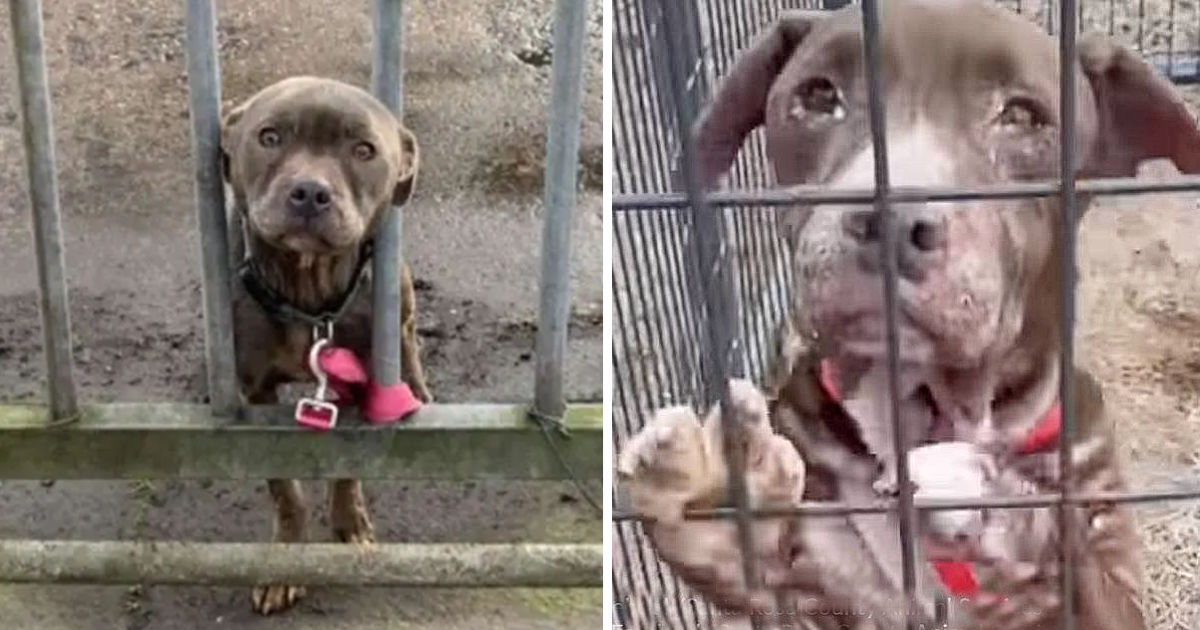 Lonely Pup's Heartfelt Wait Bound by Hope for a Caring Rescuer