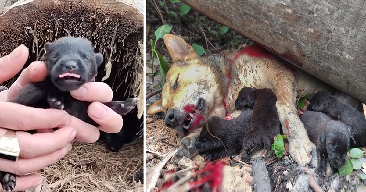 A Mother's Ultimate Sacrifice Saving Puppies from a Falling Tree