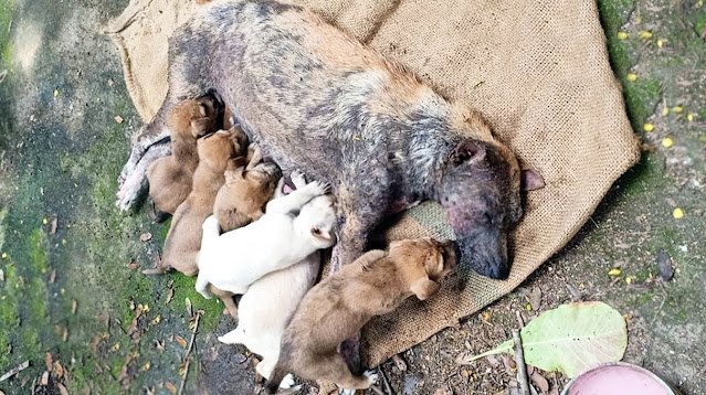 Desperate Mother's Tears A Dog's Battle to Safeguard Her Offspring