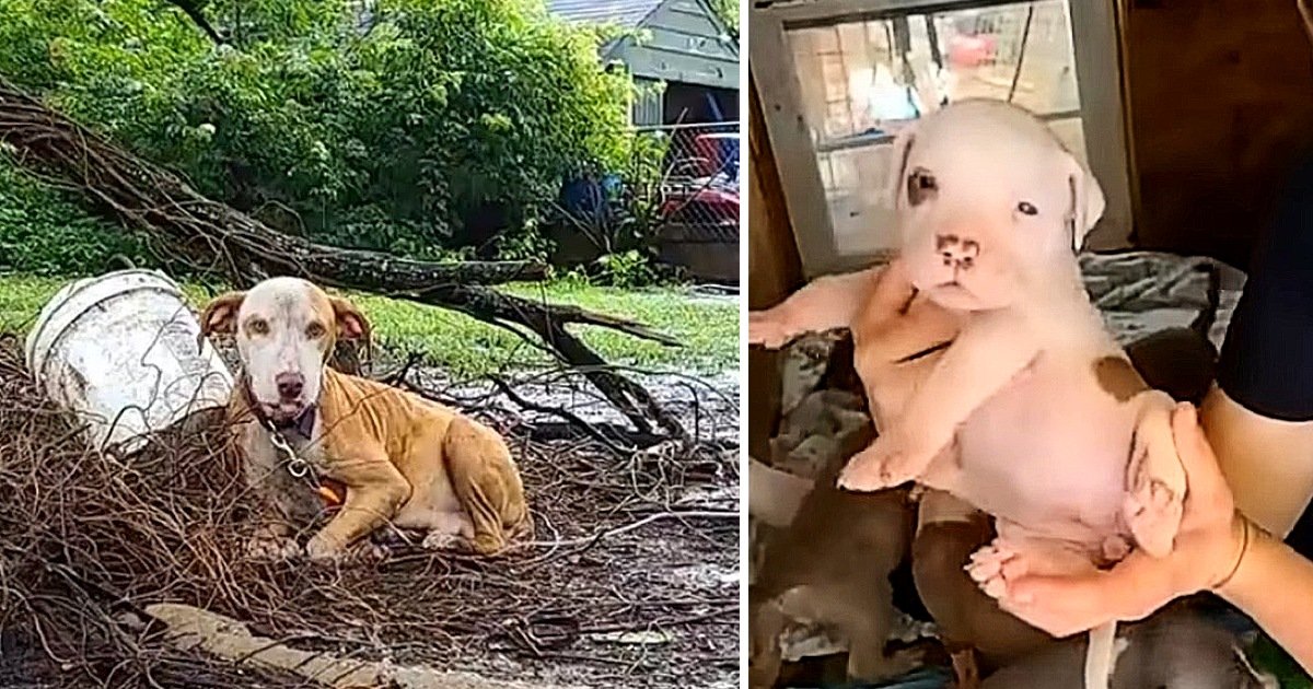 A Mother's Struggle Birthing Puppies in the Pouring Rain While Chained Up