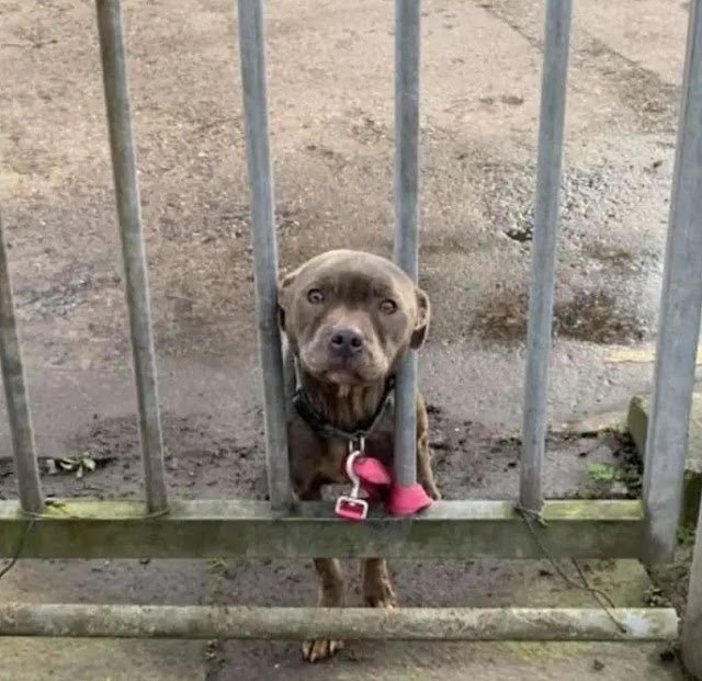 Lonely Pup's Heartfelt Wait Bound by Hope for a Caring Rescuer