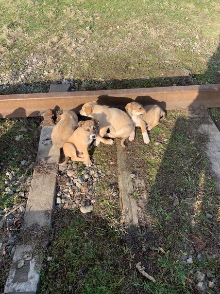 Heartrending Tale: Puppies Mourn Their Mother's Loss by the Railroad