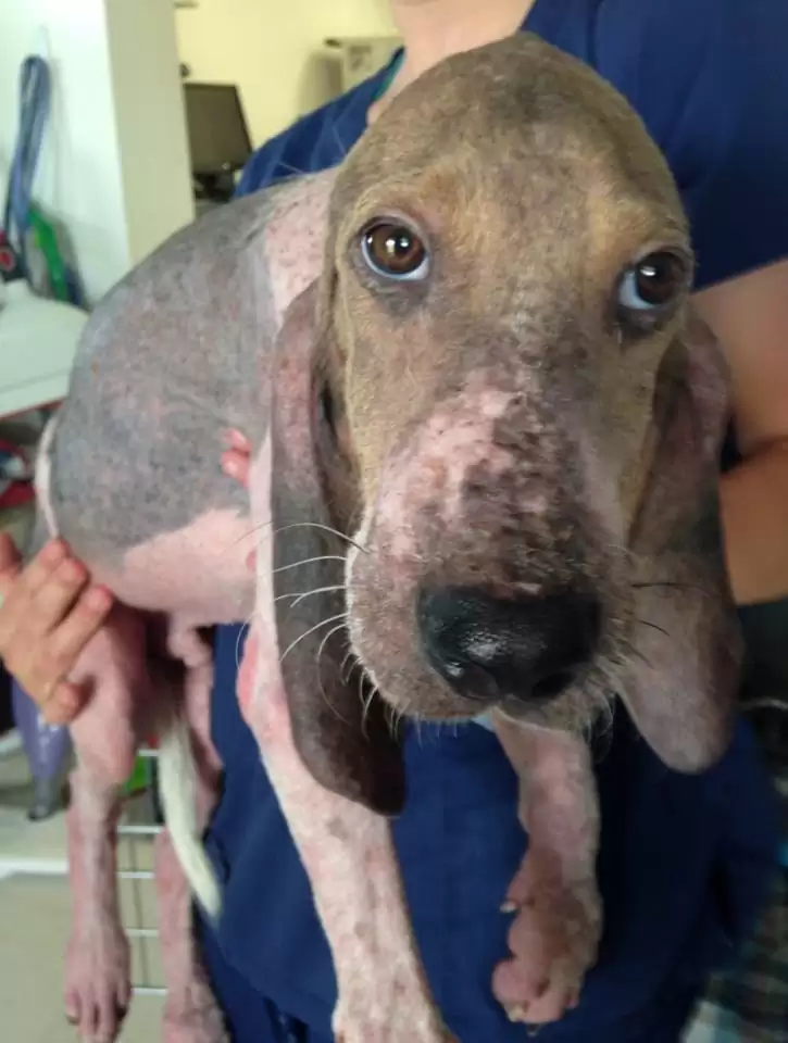The Unbelievable Journey of a Forest Puppy From Dying to Thriving