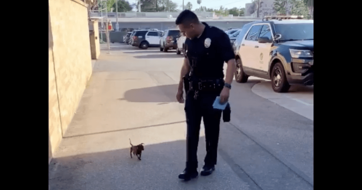 A Little Dog's Determination: Chasing a Police Officer for 2 Kilometers in Search of Hope