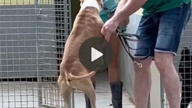 Heartfelt Tears as Dog Adopted After 400 Days in Shelter Moves Spectators