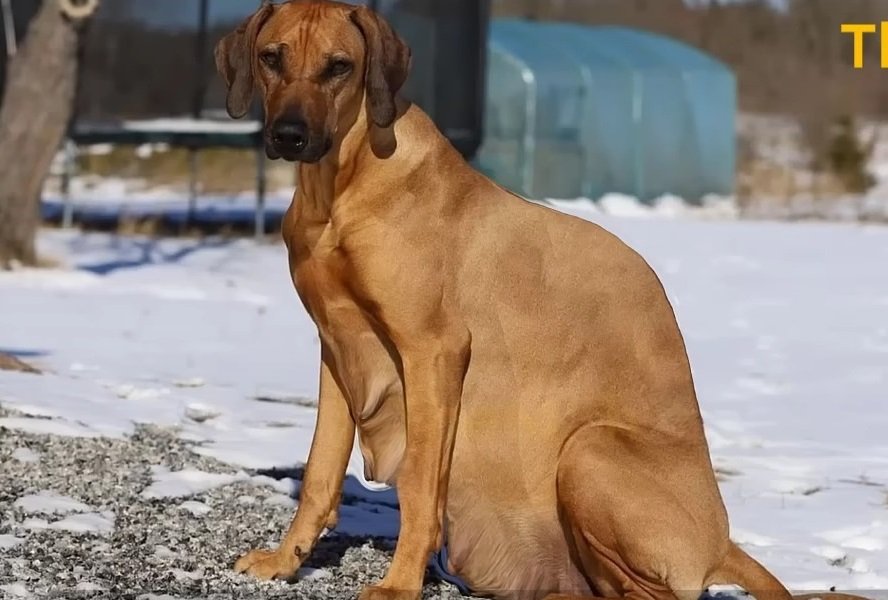 In the Heart of a Snowstorm, a Pregnant Dog Left Alone Delivers 15 Lovely Pups