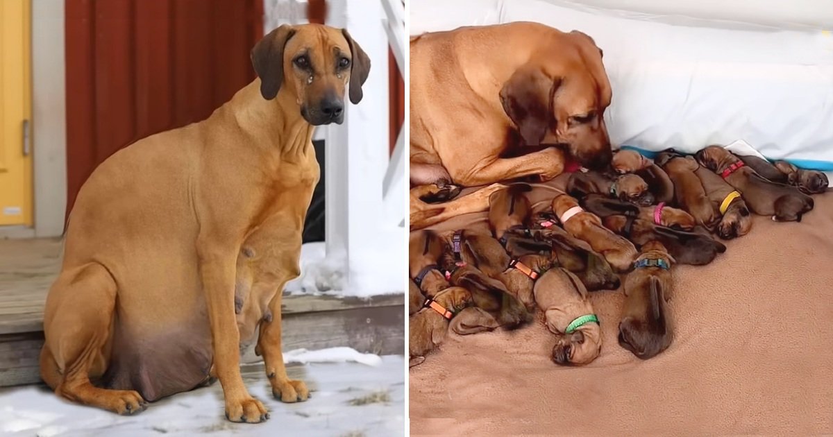 In the Heart of a Snowstorm, a Pregnant Dog Left Alone Delivers 15 Lovely Pups
